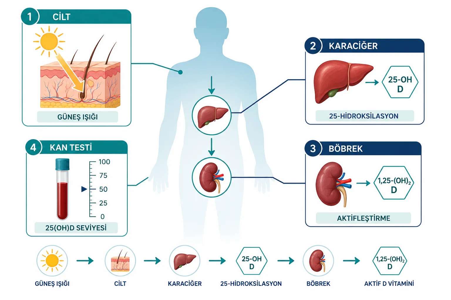 Hidroksi Vitamin D Nedir: Tanımı ve Vücuttaki Yeri