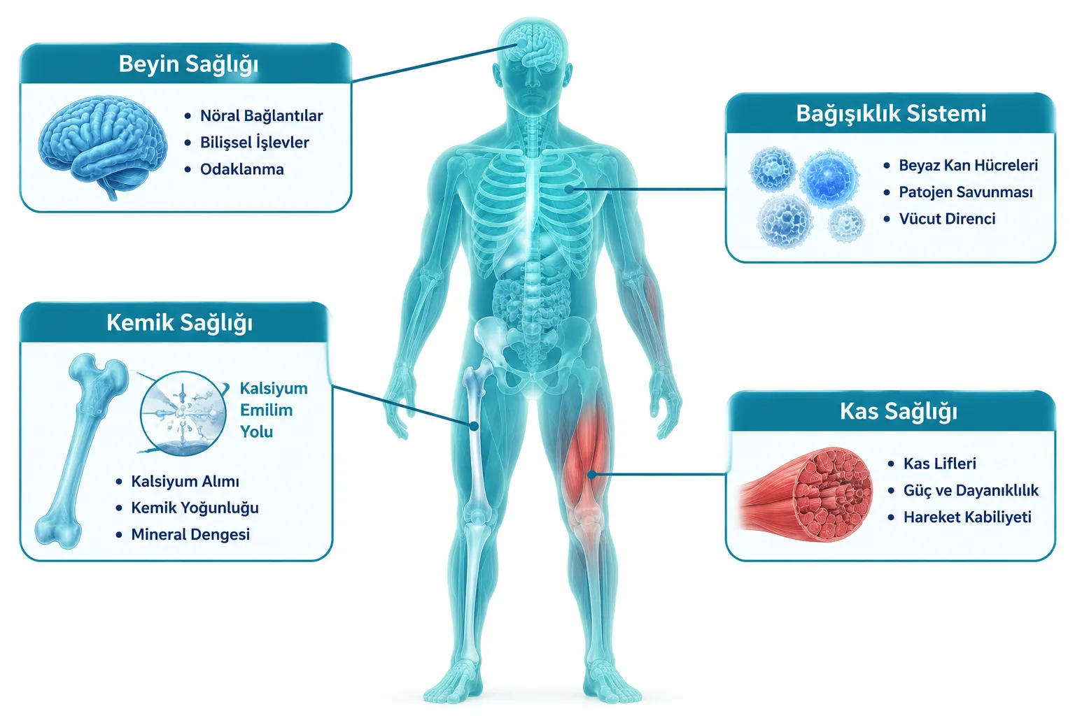 D Vitamini Nedir ve Vücutta Nasıl Çalışır?