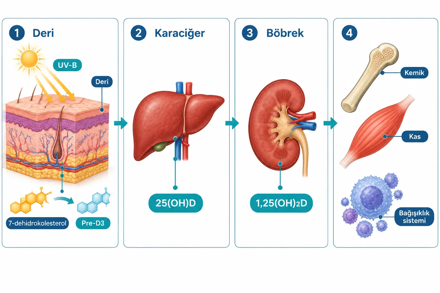 D Vitamini Nedir ve Vücutta Nasıl Çalışır?